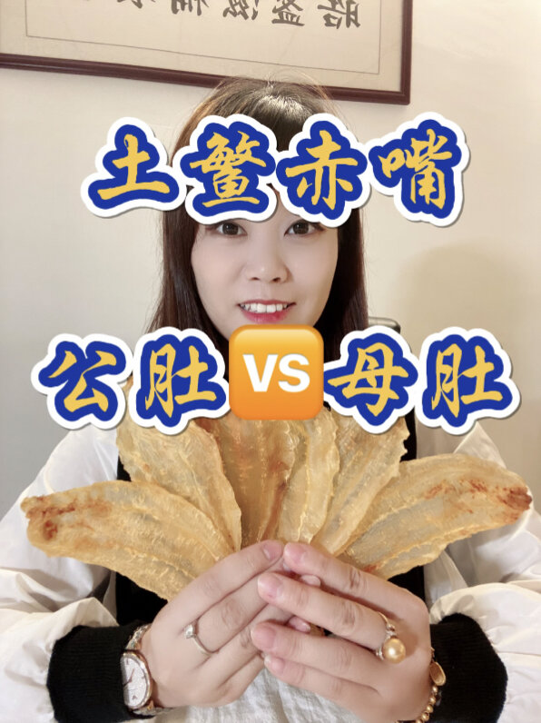 土鳘赤嘴鳘鱼胶功效 公肚对比母肚