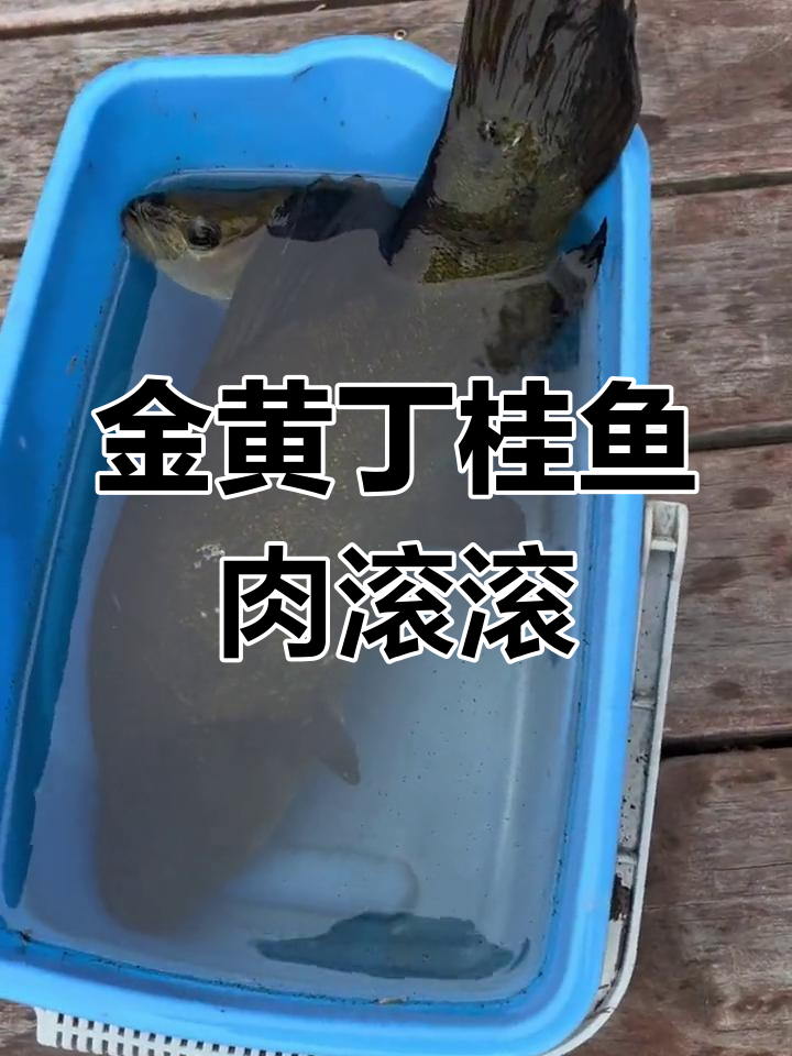 野生丁桂鱼惊艳登场,金黄色肉质让人惊喜连连