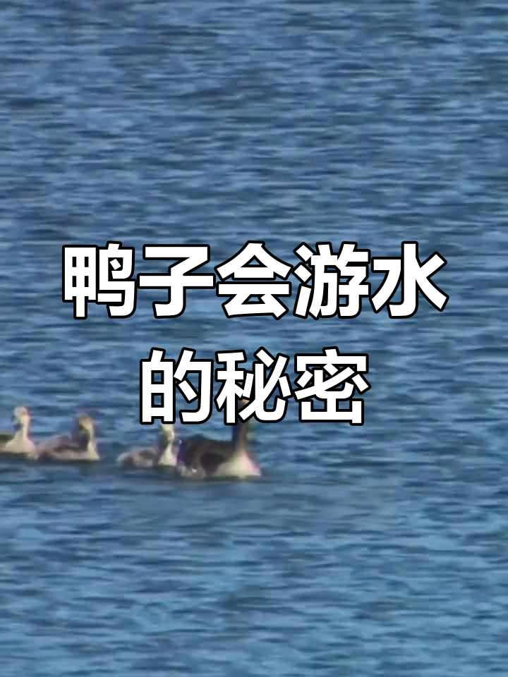鸭子为何能轻松游泳?