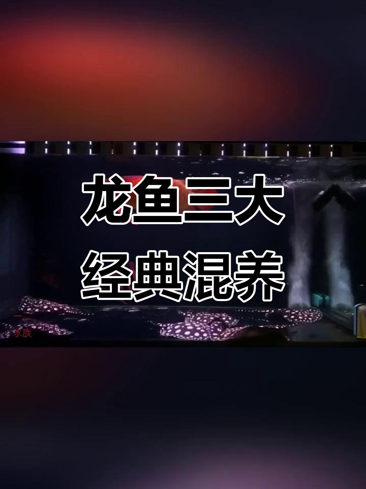 龙鱼搭配虎红飞凤,经典组合揭秘