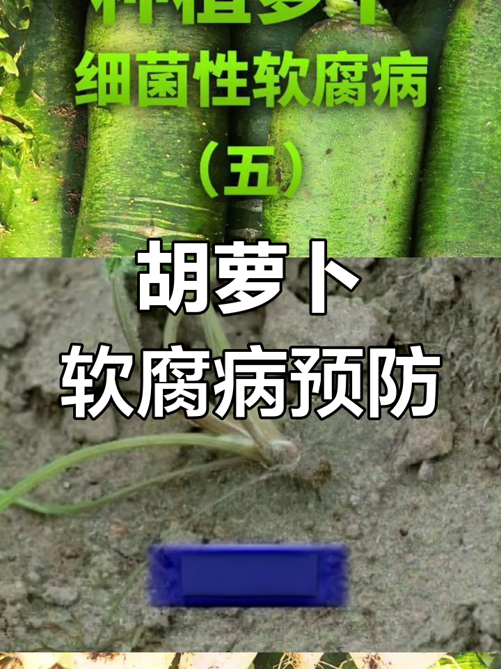 胡萝卜细菌软腐病症状与防治方法