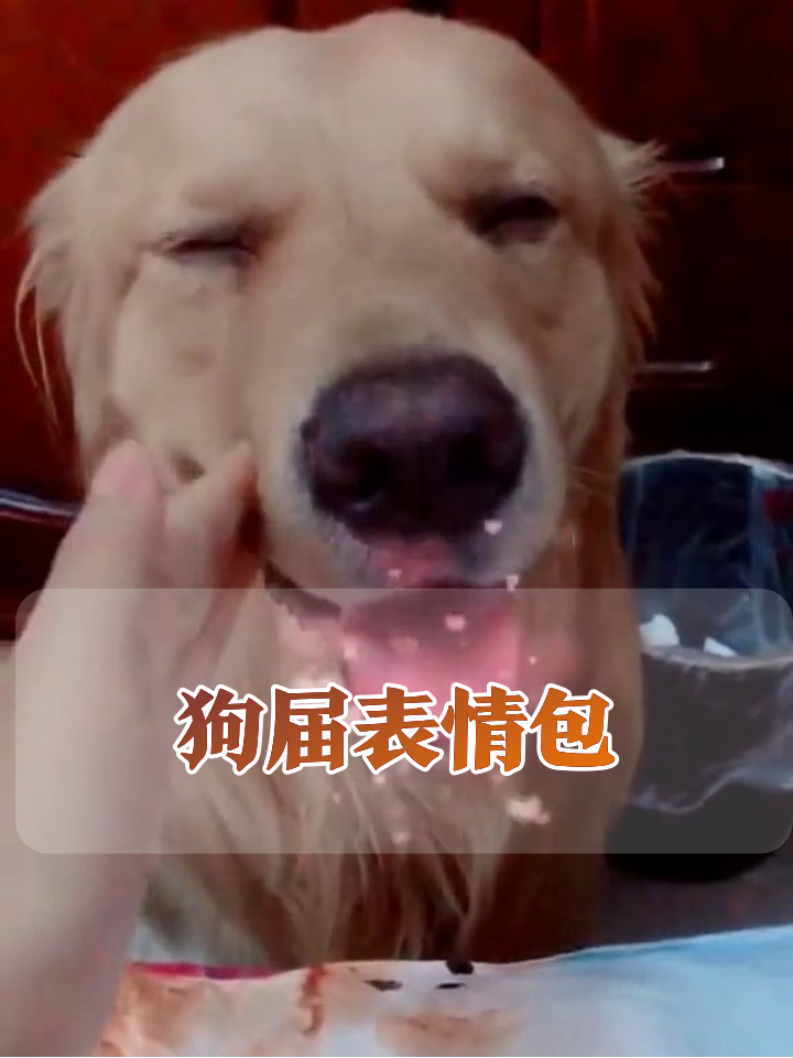 金毛被rua脸爽到表情包输出,舌头甩得比电风扇还欢
