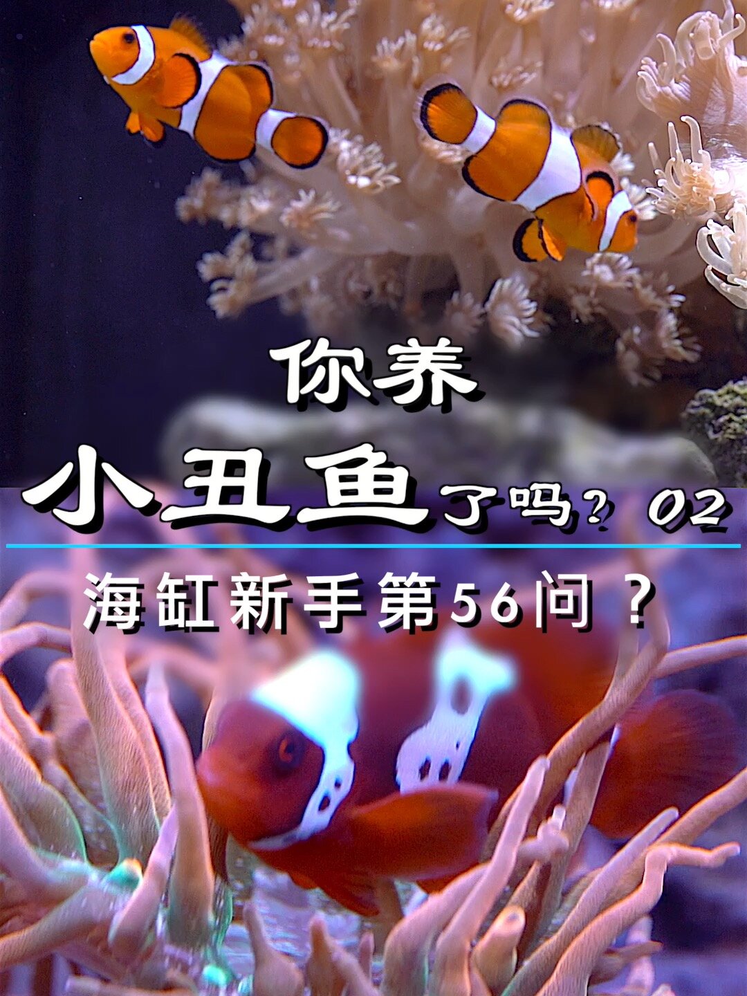 你养小丑鱼了吗?