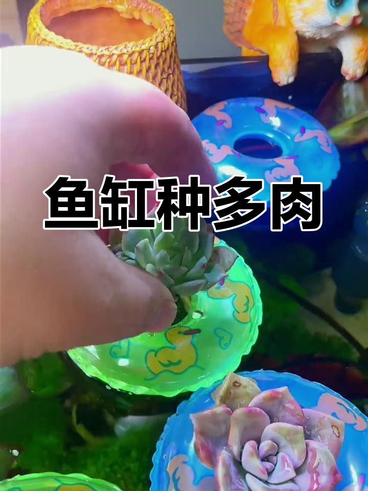 鱼缸养多肉,根系更发达