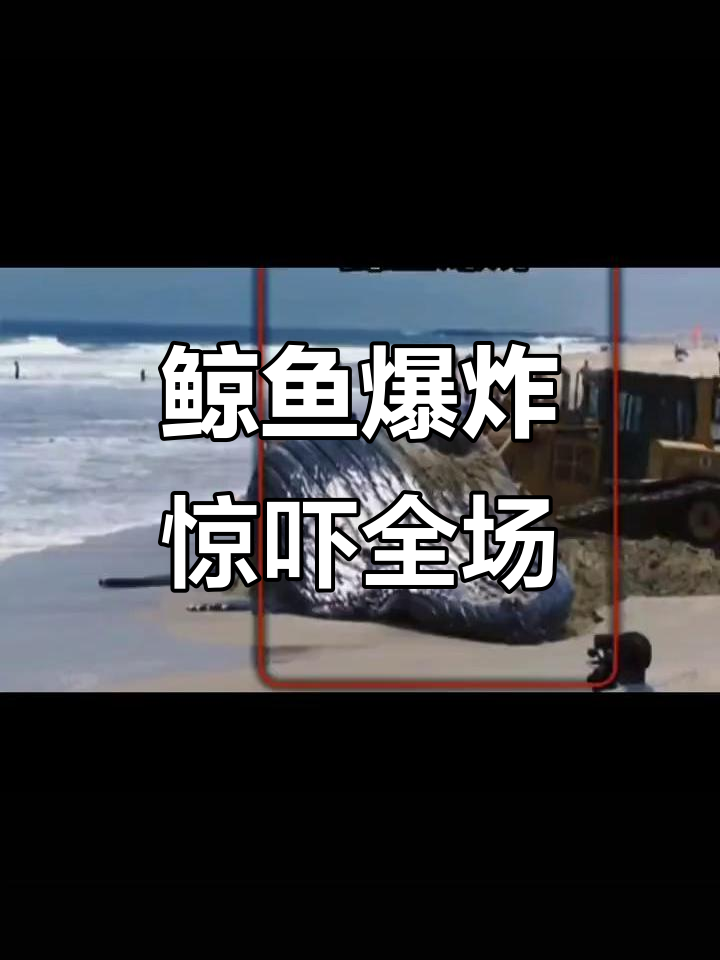鲸鱼爆炸威力惊人,推土机险被炸飞