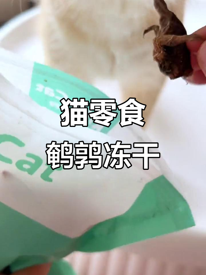猫咪疯狂爱吃的鹌鹑冻干,磨牙发腮超满足