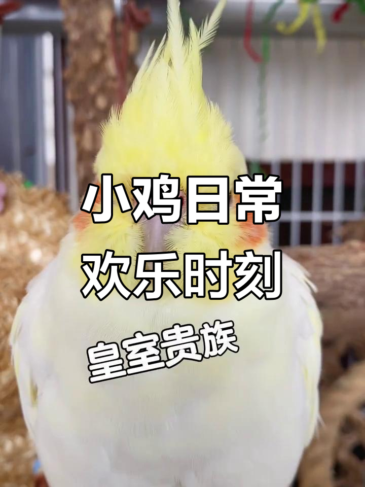 玄凤鹦鹉的日常,腮红小鸡的快乐时光