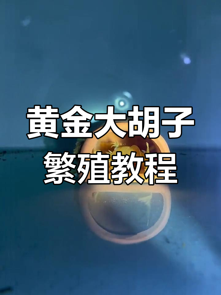 黄金大胡子产卵与孵化技巧分享