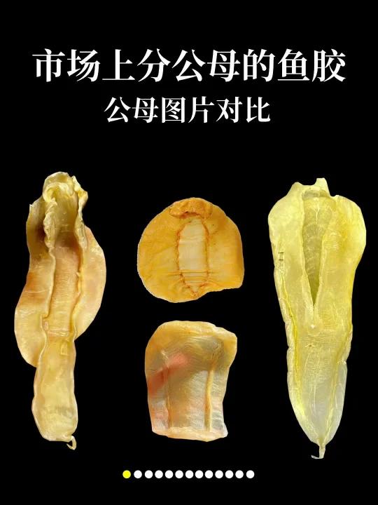 市场分公的的鱼胶品种!