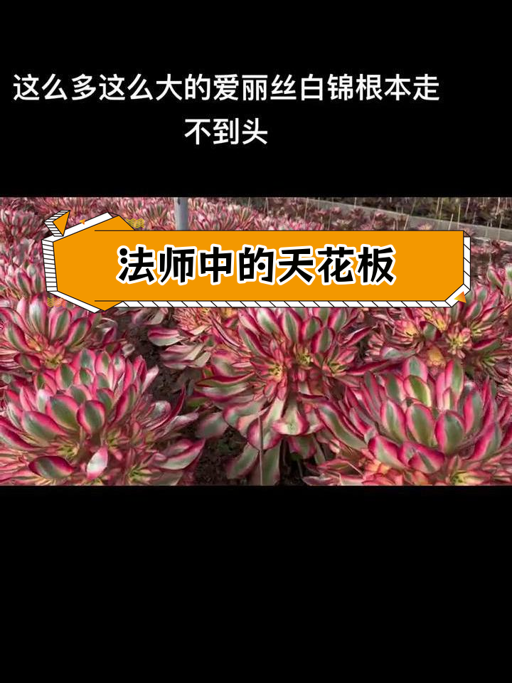 爱丽丝锦法师:多肉界的巅峰之作