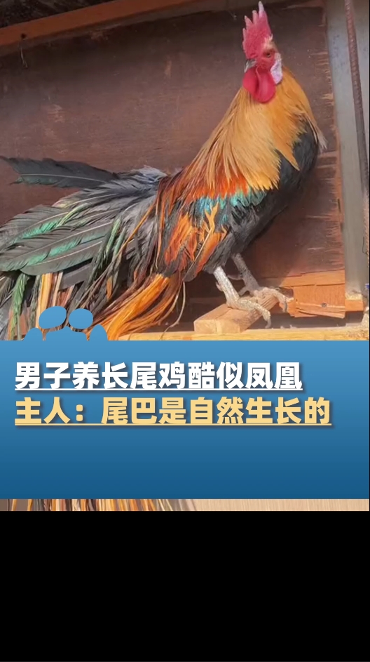 男子养长尾鸡酷似凤凰,主人:尾巴是自然生长的