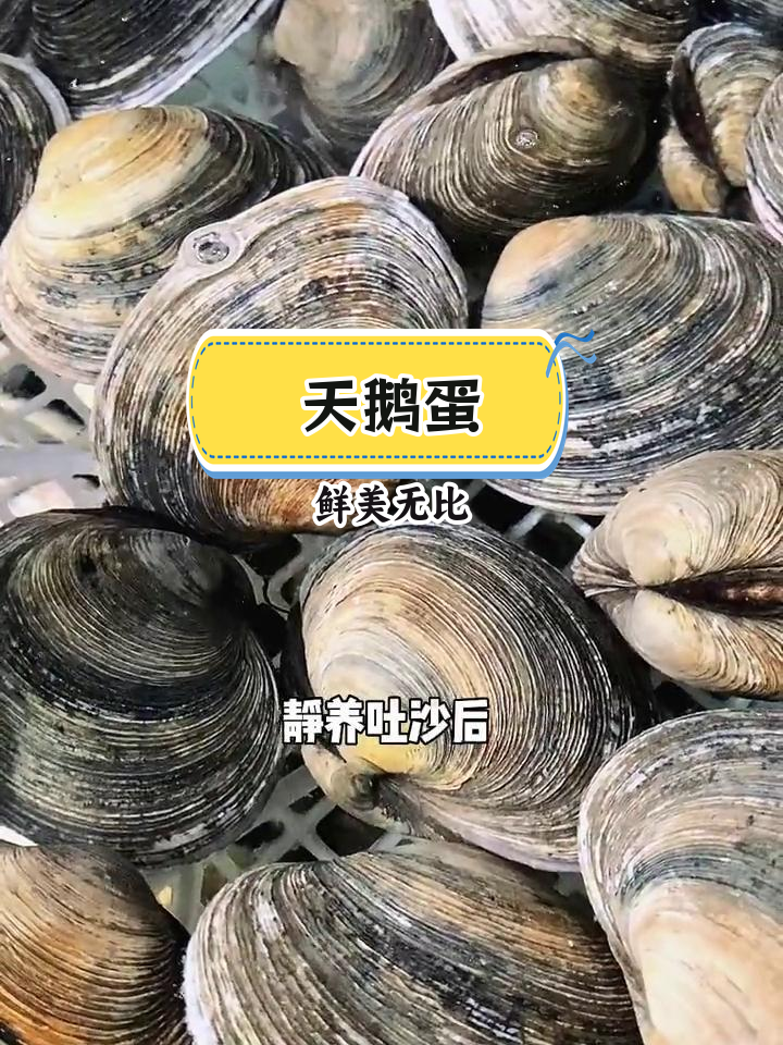 胶东天鹅蛋,鲜美至极的贝类海鲜