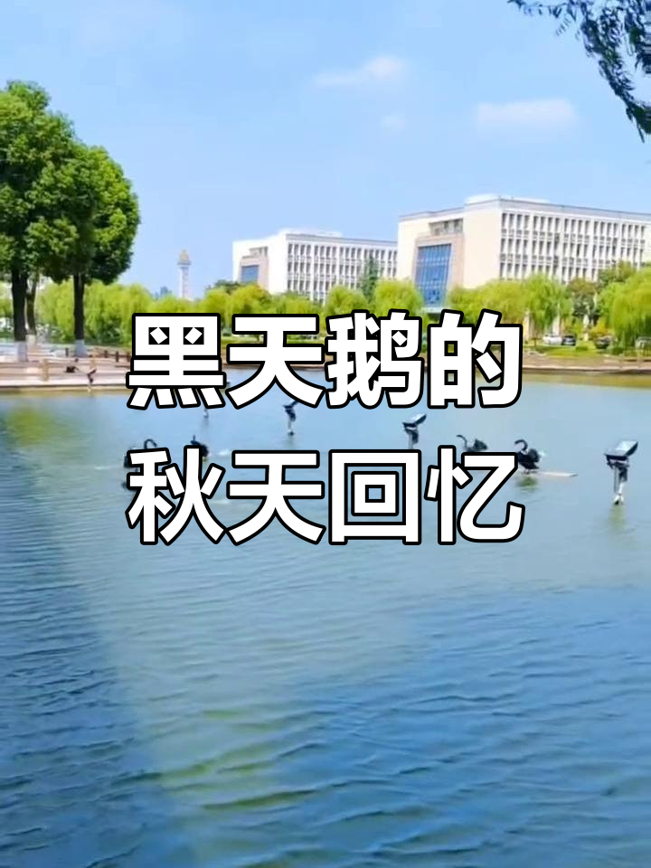 秋天的池塘与黑天鹅,指尖轻触往事如烟