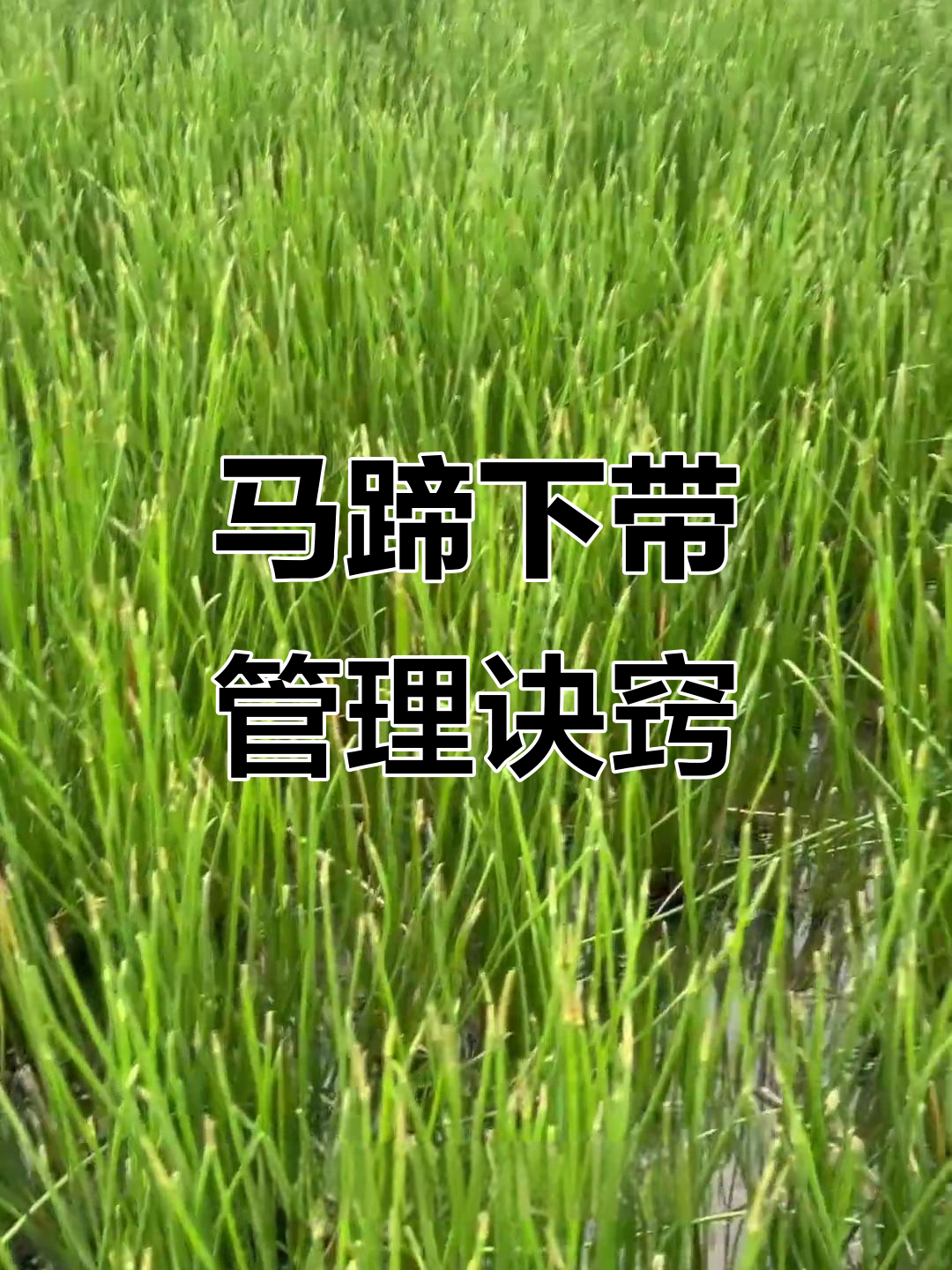 马蹄结袋技巧大揭秘,如何提高产量与质量