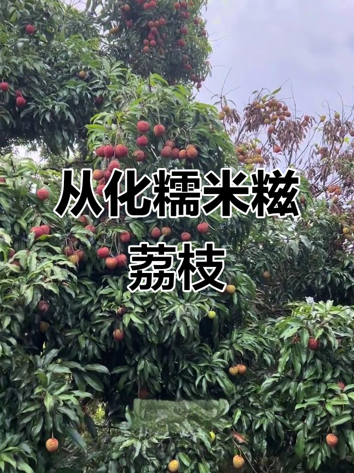 正宗从化糯米糍荔枝,大红壳香甜多汁,新鲜采摘送上门