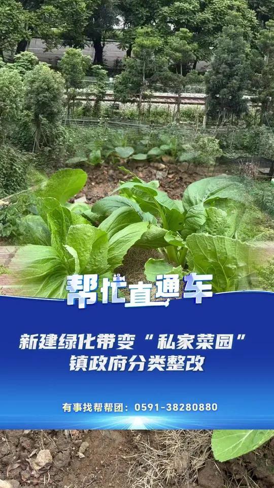 新建绿化带变“私家菜园”,部分居民认为影响环境 违反规划,种菜者:听说规划是菜地,马尾镇政