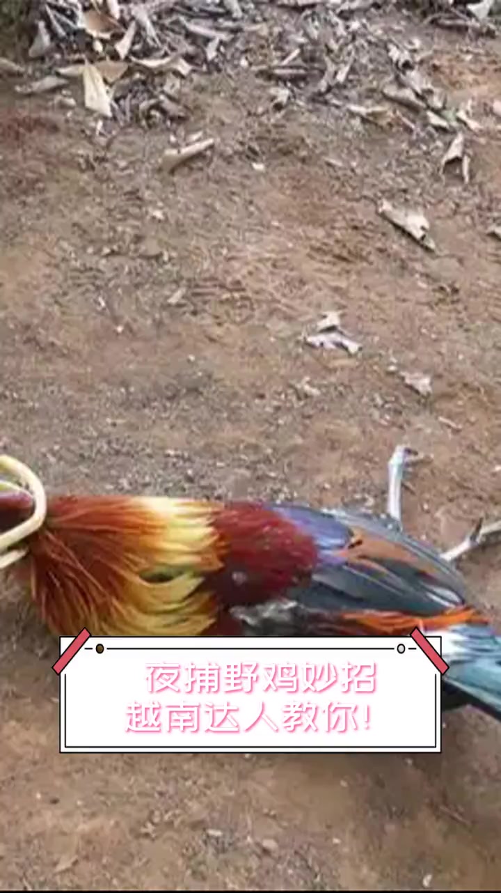 夜捕野鸡妙招,越南达人教你!