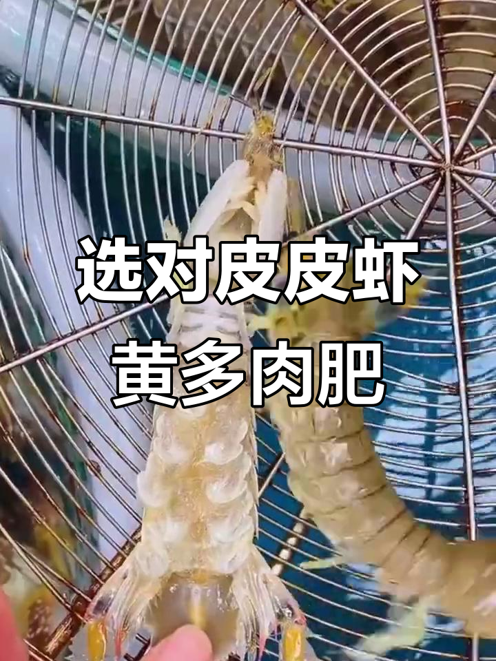 如何挑选皮皮虾？母公分辨技巧大揭秘