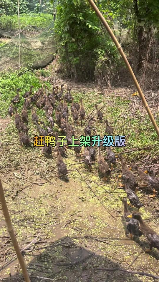 赶鸭子上架升级版 捡鸭子后续溜鸭子