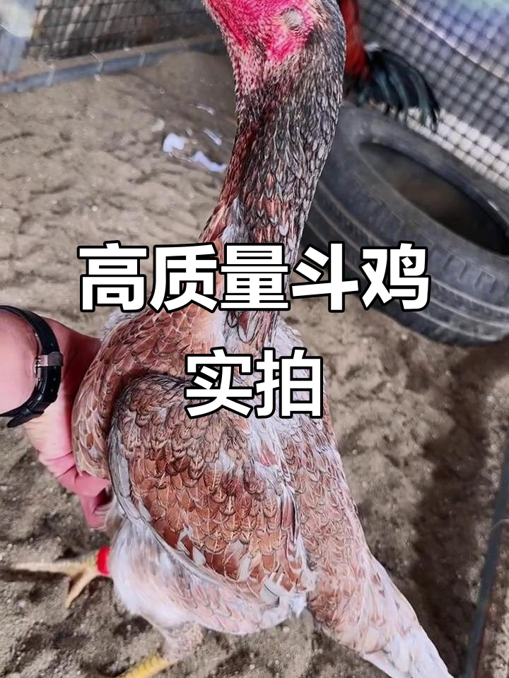 越南斗鸡极品灰鬼母,暴力天气下的精彩对决