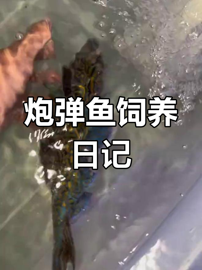 蓝纹炮弹与小丑炮弹饲养更新