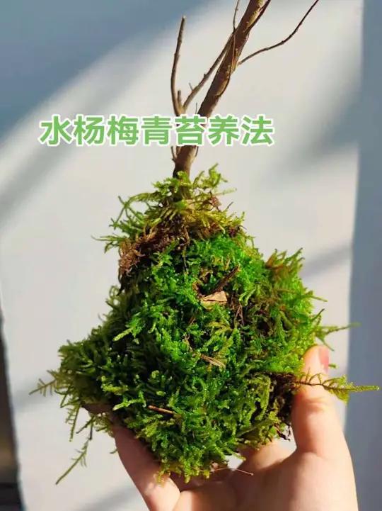 #水杨梅 #水杨梅盆景 #水杨梅鱼缸造景 青苔养水杨梅喜欢吗?