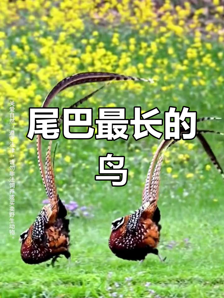 长尾雉:世界上最长的野鸡