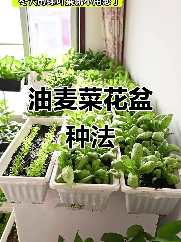 四季油麦菜花盆种植全攻略,轻松搞定家庭绿植