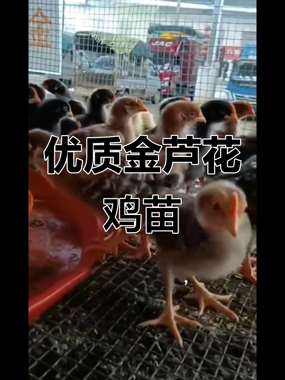 金芦花鸡苗,3.4两大,养殖新选择