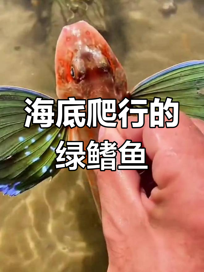 绿鳍鱼:海底“六足怪”,竟能爬行捕食!