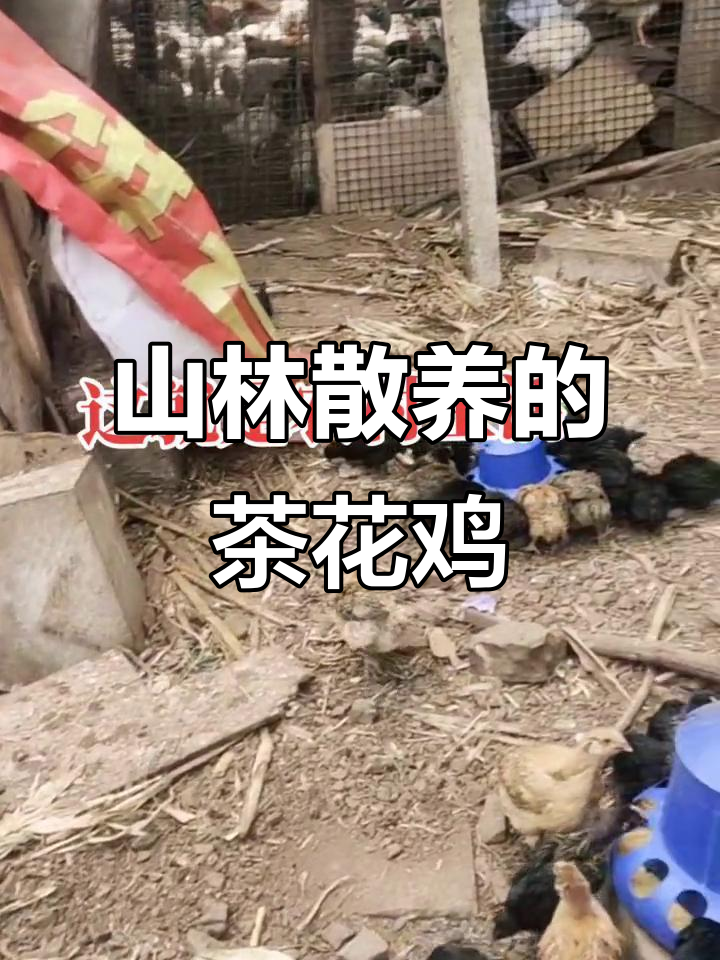 茶花鸡:山林中的珍稀美味,散养土鸡肉质鲜美