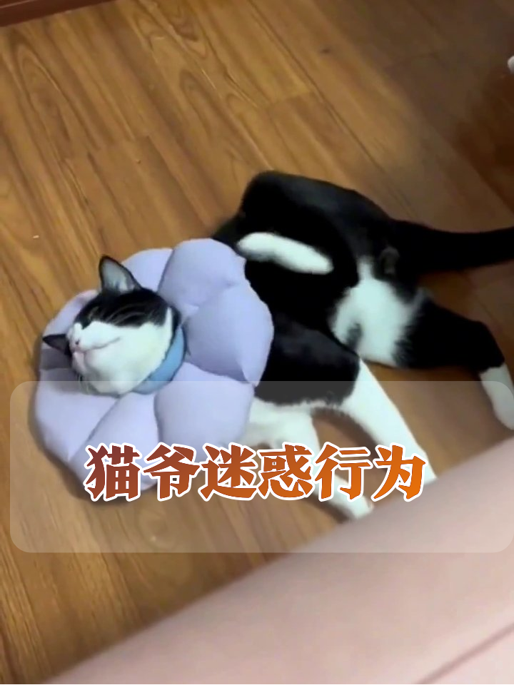 猫咪迷惑行为大赏:垃圾桶卡头、碰瓷蹭腿笑翻