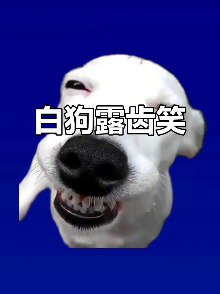 绿幕素材:白狗狗露齿笑,超萌表情包