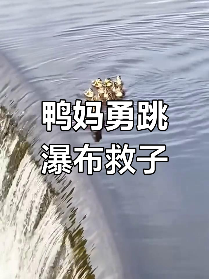 鸭妈妈跳崖救小鸭子,勇敢母爱感动人心