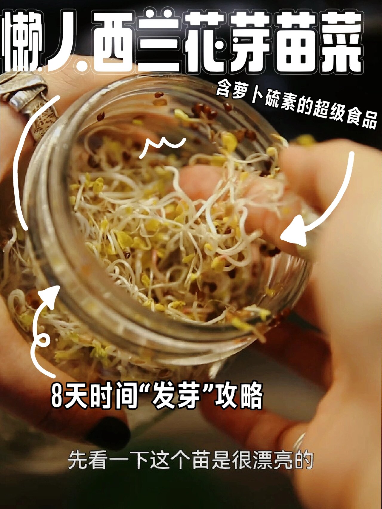 西兰花苜蓿芽苗菜,8天发超级食物