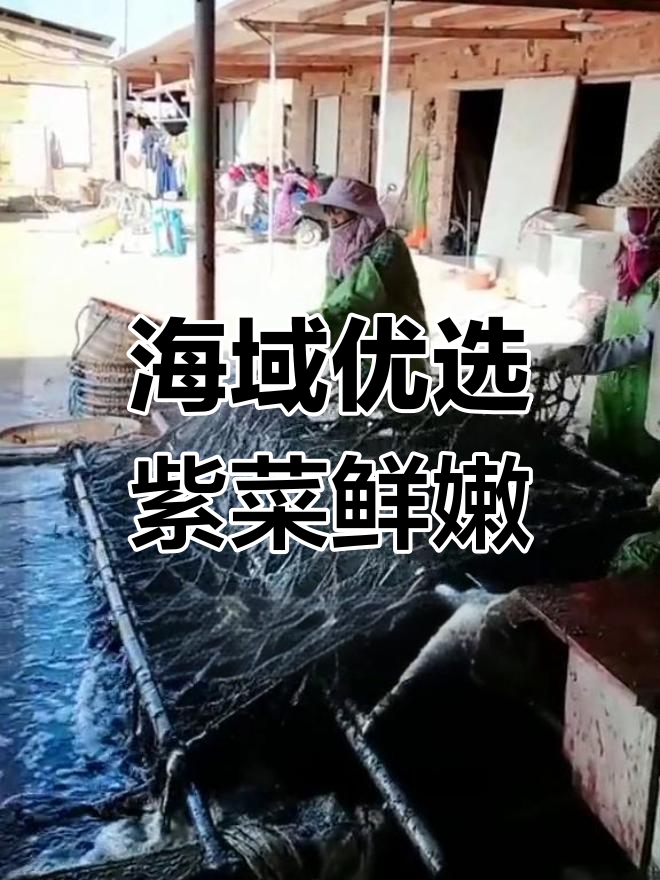 紫菜生长的秘密环境揭秘