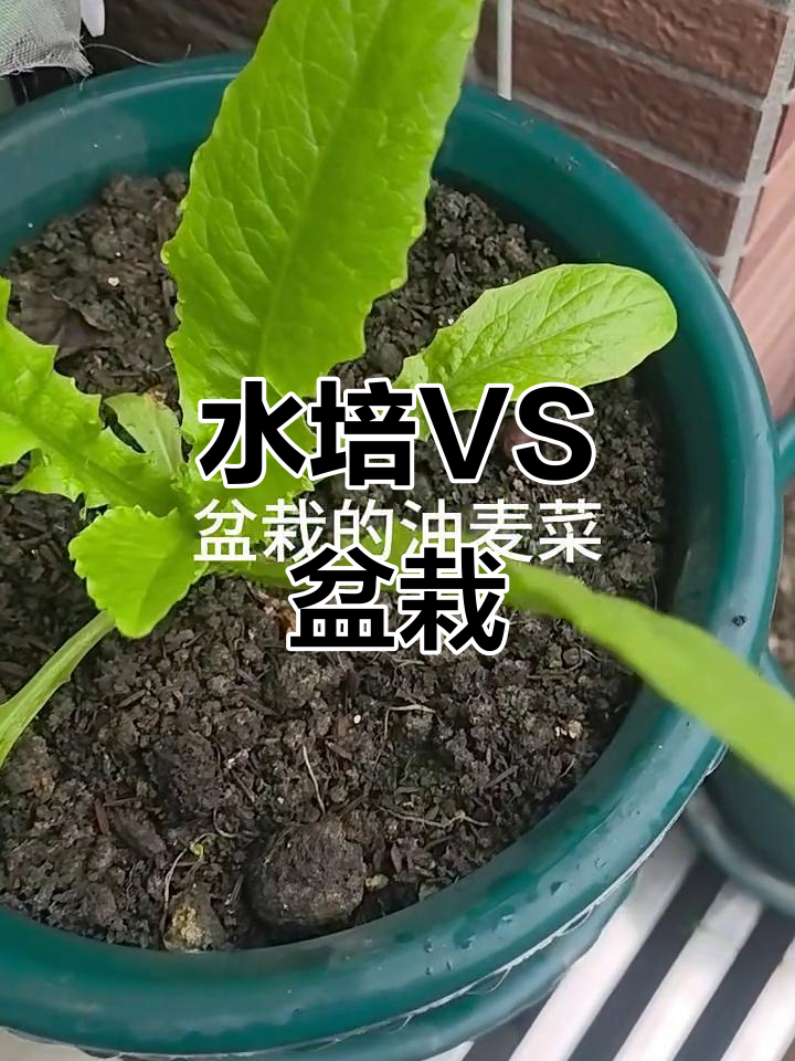 水培比土栽更省心,油麦菜长势差距大