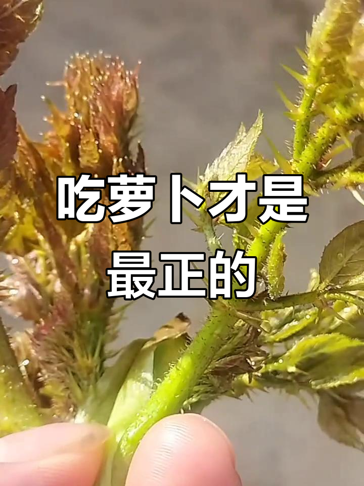 云南野菜吃萝卜,苦味十足才正宗