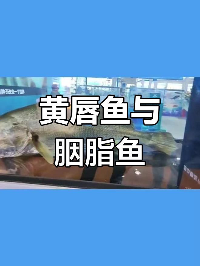 巨物黄唇鱼与胭脂鱼的科普