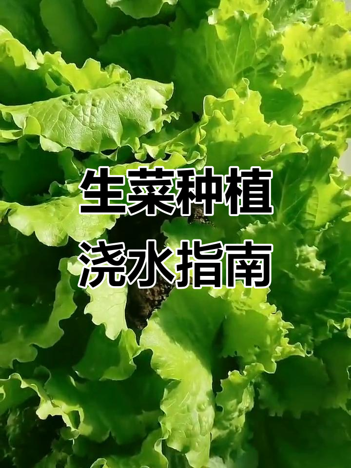 生菜种子发芽与浇水技巧,家庭蔬菜种植全攻略