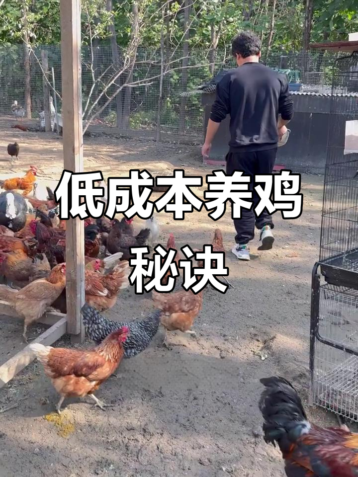 70只鸡的饲料成本大揭秘,玉米粒、白菜和树叶全搞定