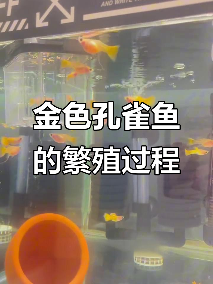 孔雀鱼黄金玻璃猫的爱情与生命的奇迹