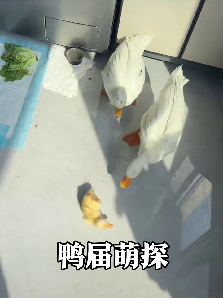 小黄鸭越狱探险，勇闯大白鸭地盘被大佬围观检查