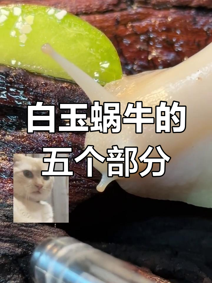 白玉蜗牛的身体结构解析