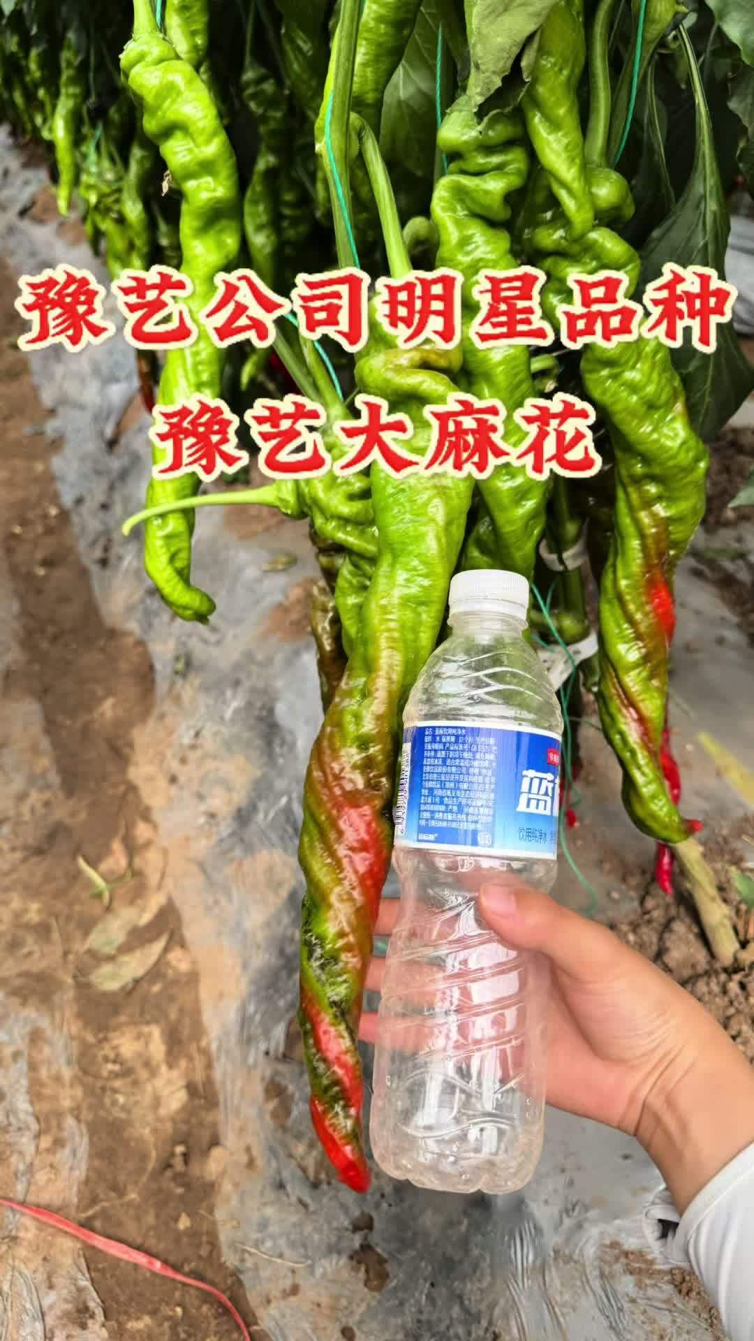 豫艺公司明星品种-豫艺大麻花!早春表现依然很稳定,全螺旋抗病 性好!三农 辣椒 螺丝椒