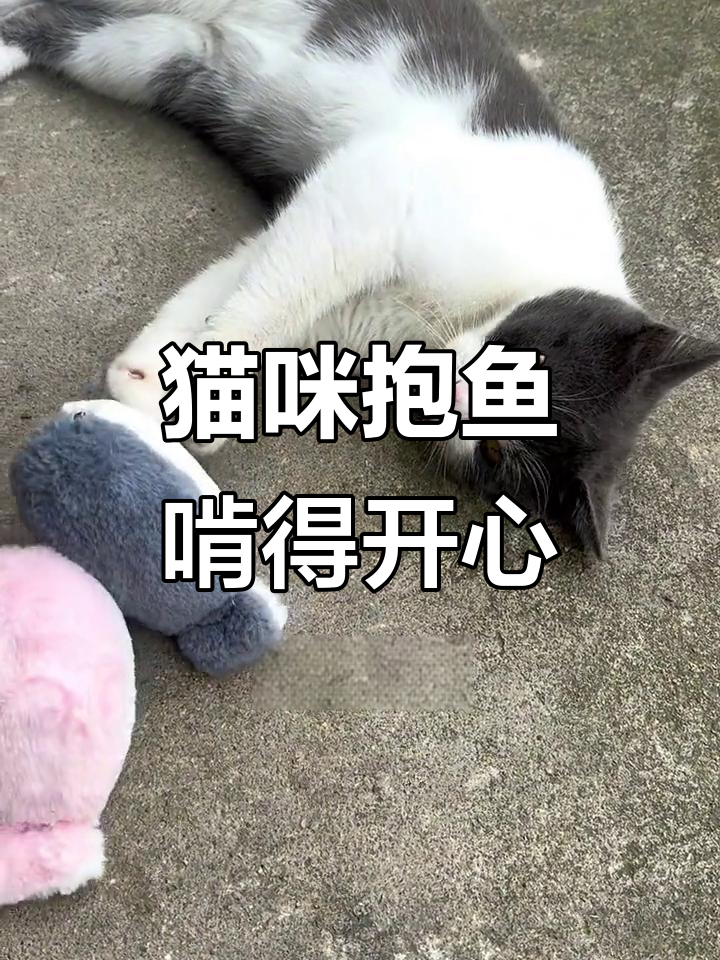 这只猫竟然抱着萨卡班甲鱼啃,太迷惑了!