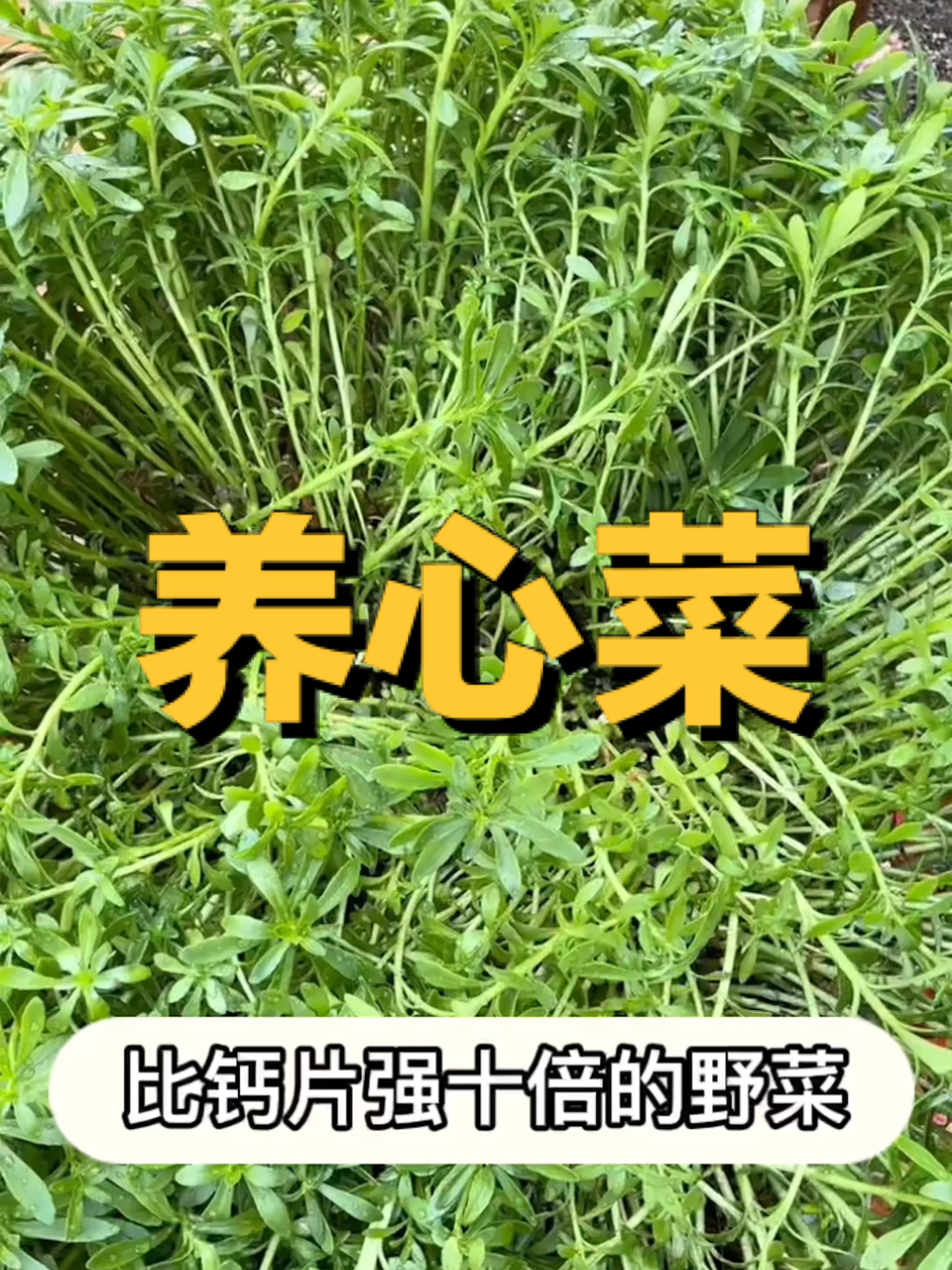 高钙养心菜
