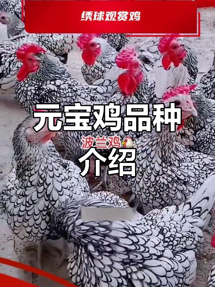 蚌埠市元宝鸡品种与特征全解析，矮脚系列详解