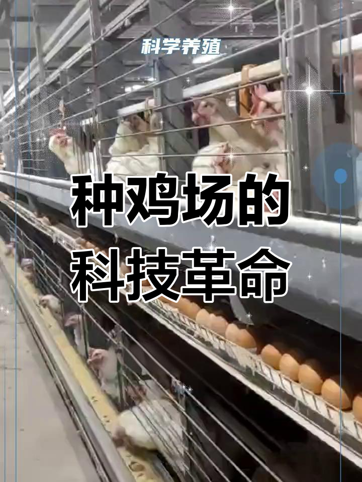 走进现代化种鸡场,高效设备让养殖更省力