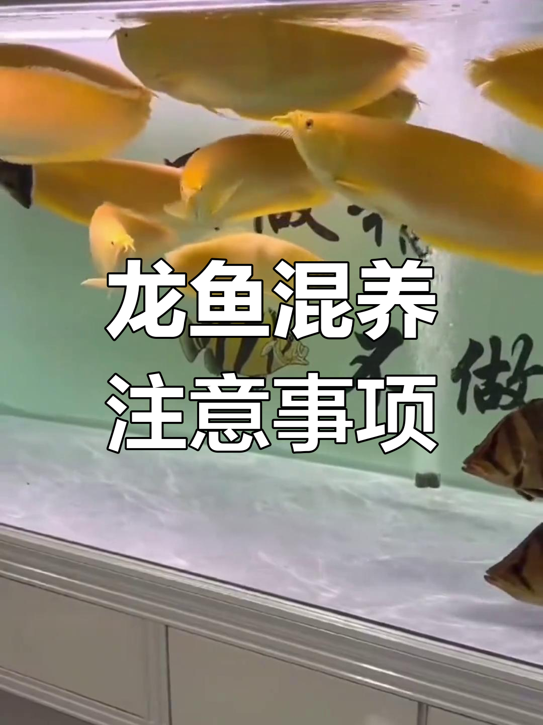 银龙鱼与鹦鹉鱼的混养技巧